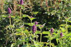 Duftnessel 'Blue Boa' - Agastache rugosa 'Blue Boa'