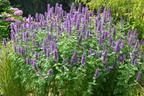 Duftnessel 'Blue Boa' - Agastache rugosa 'Blue Boa'