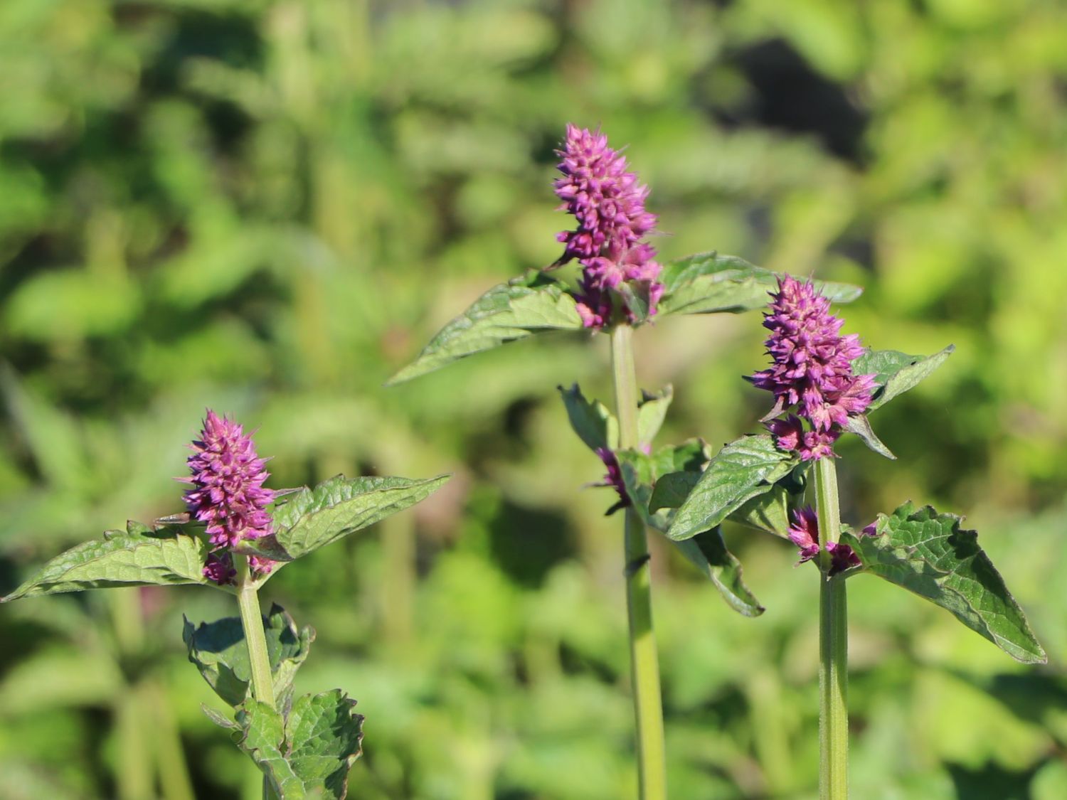 Duftnessel 'Blue Boa' - Agastache rugosa 'Blue Boa'
