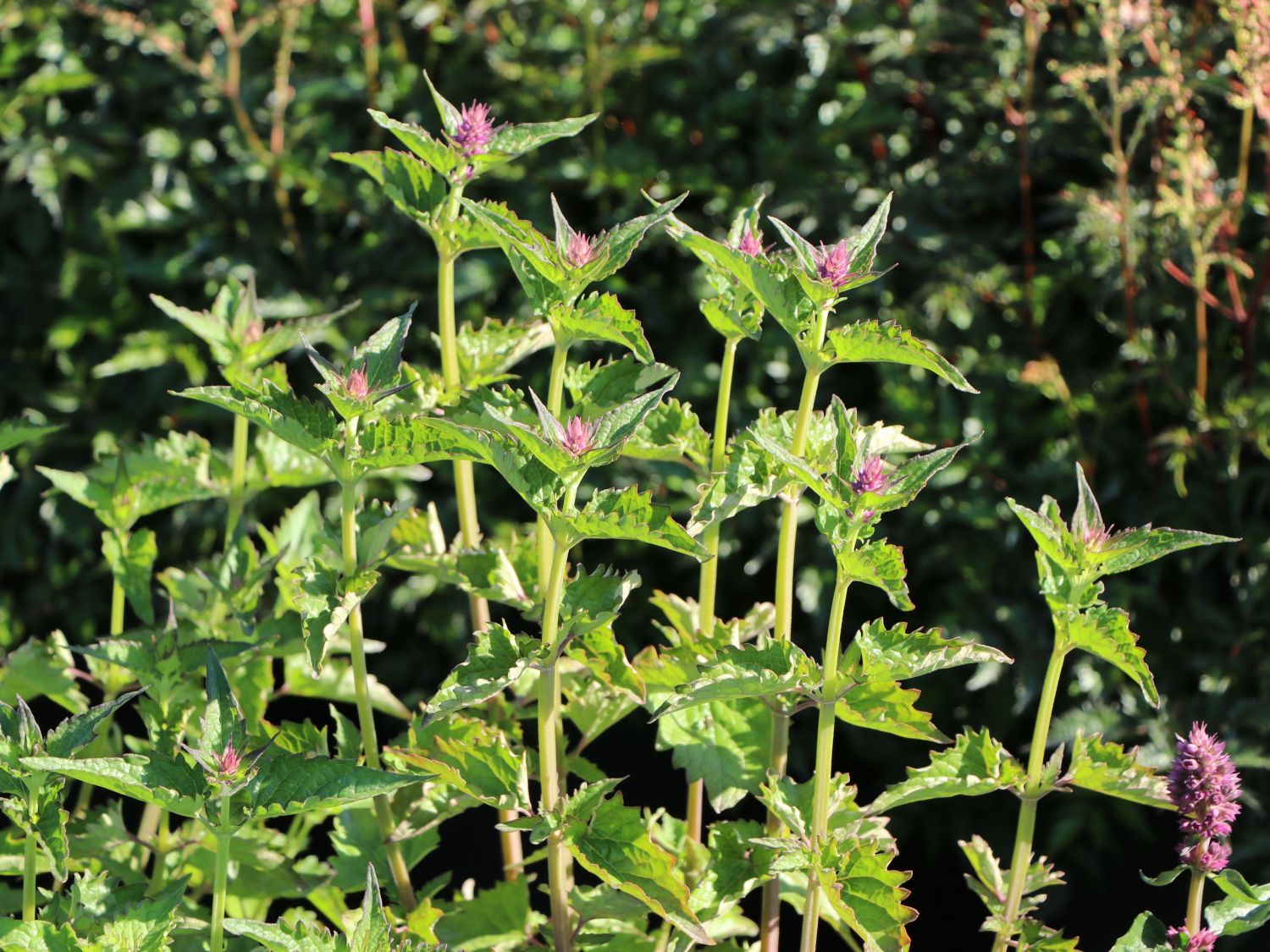 Duftnessel 'Blue Boa' - Agastache rugosa 'Blue Boa'