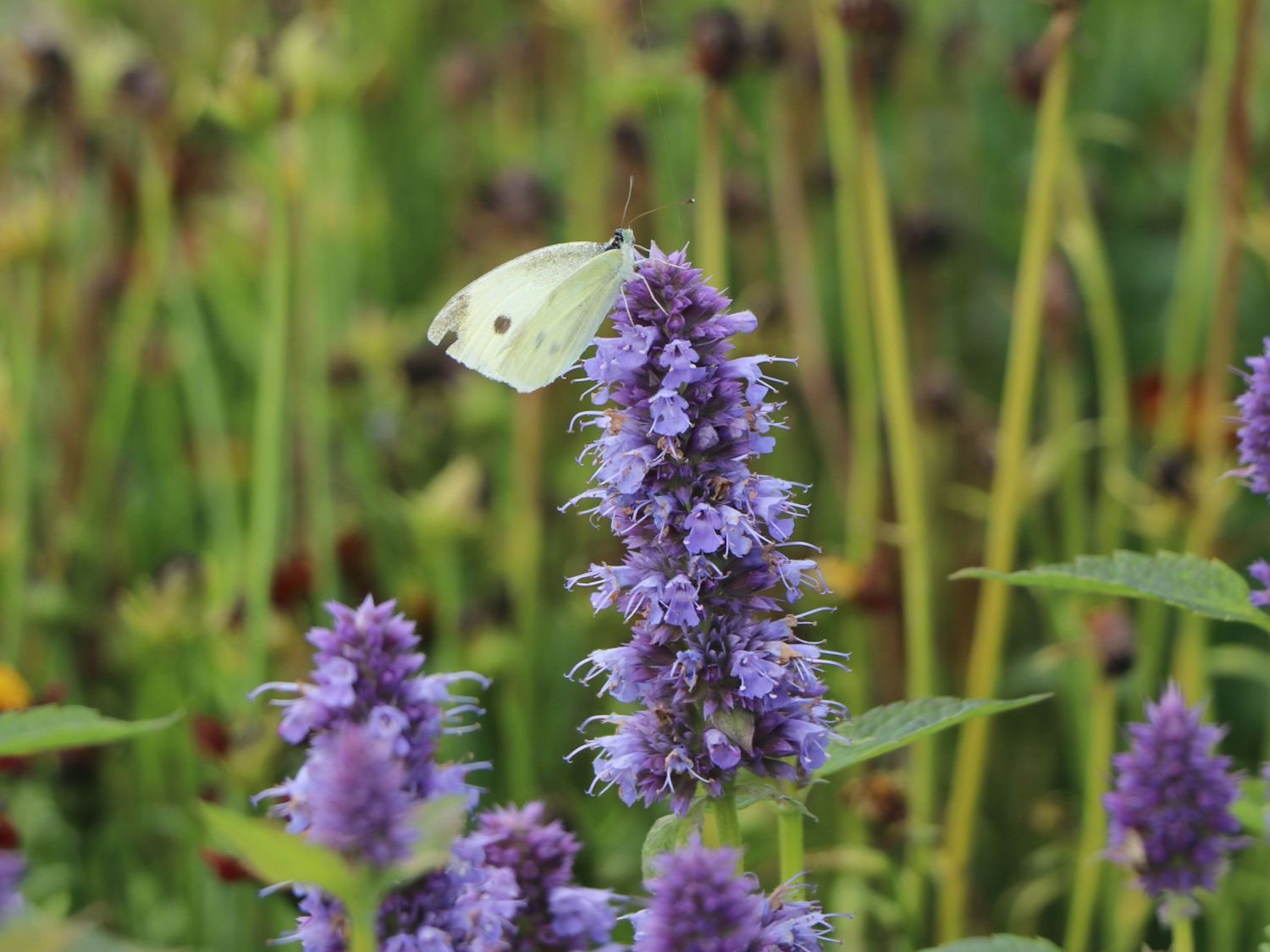 Duftnessel 'Blue Boa' - Agastache rugosa 'Blue Boa'