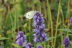 Duftnessel 'Blue Boa' - Agastache rugosa 'Blue Boa'