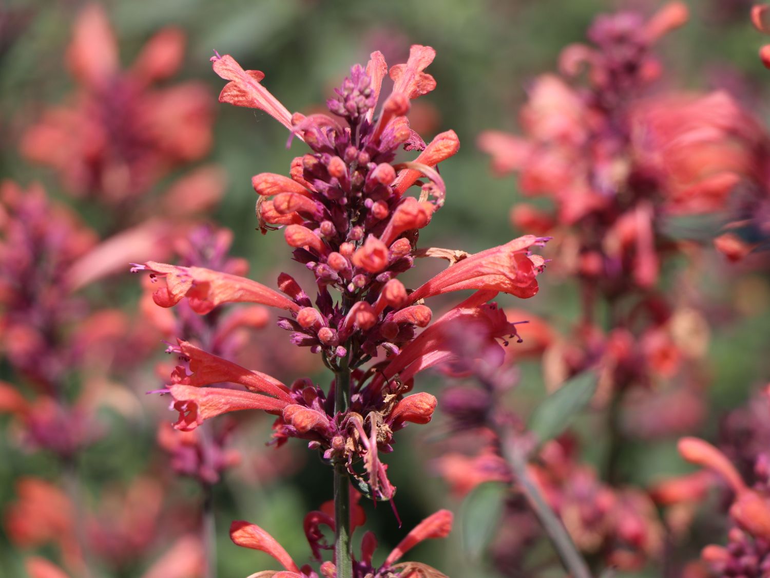 Duftnessel Kudos-Serie 'Coral'