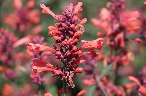 Duftnessel Kudos-Serie 'Coral' - Agastache mexicana Kudos-Serie 'Coral'