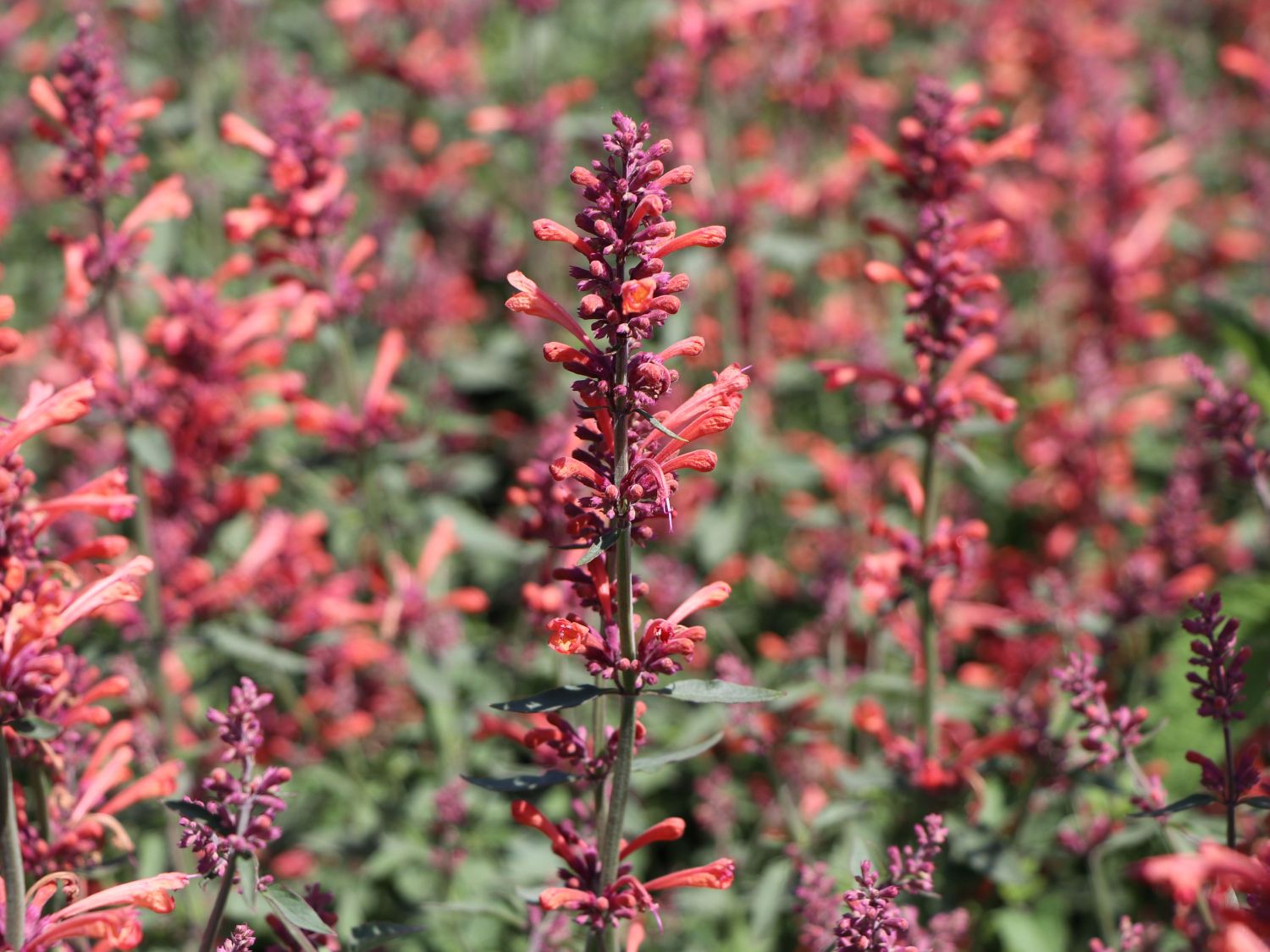 Duftnessel Kudos-Serie 'Coral' - Agastache mexicana Kudos-Serie 'Coral'