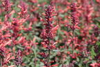 Duftnessel Kudos-Serie 'Coral' - Agastache mexicana Kudos-Serie 'Coral'