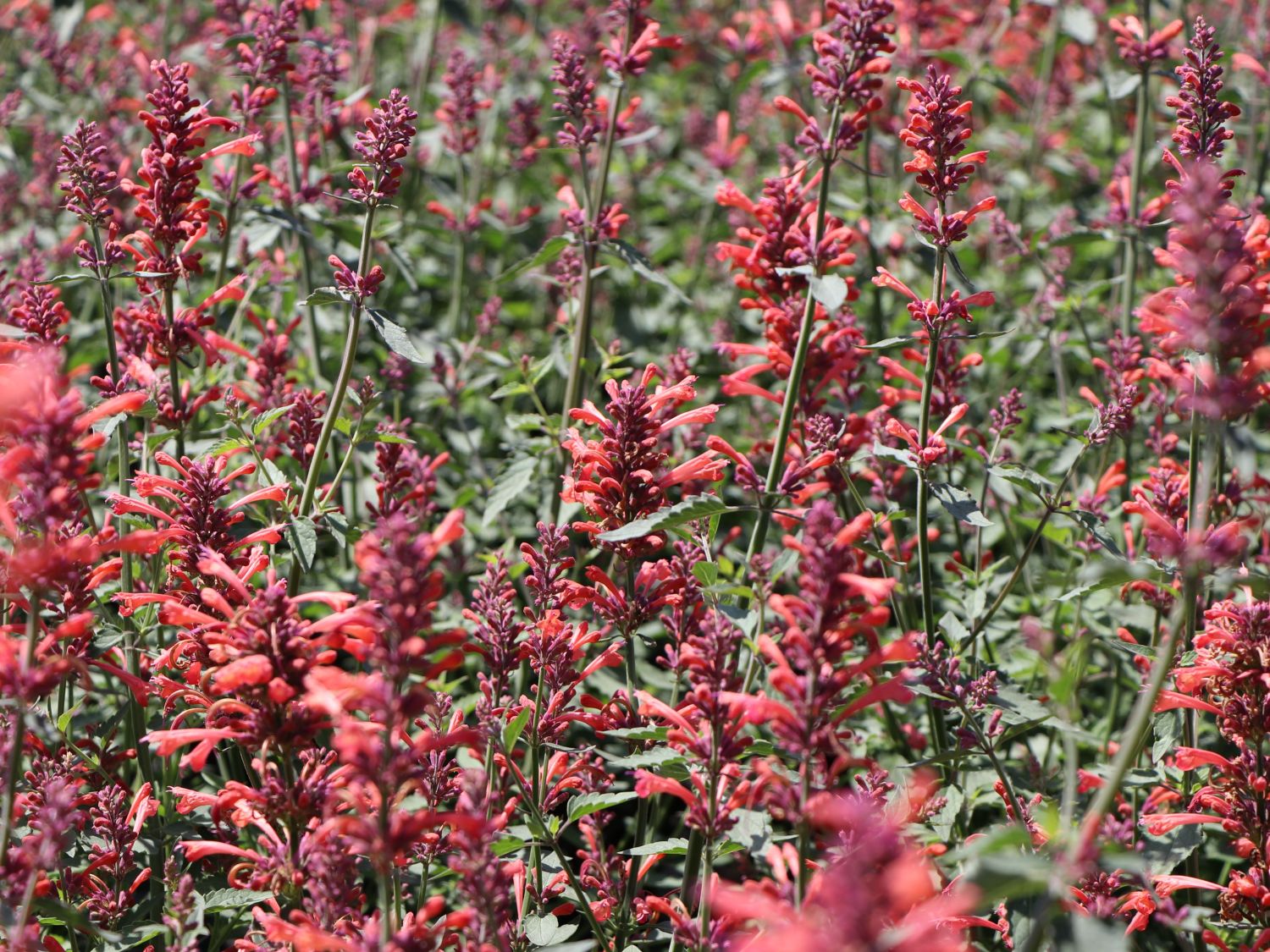 Duftnessel Kudos-Serie 'Coral' - Agastache mexicana Kudos-Serie 'Coral'