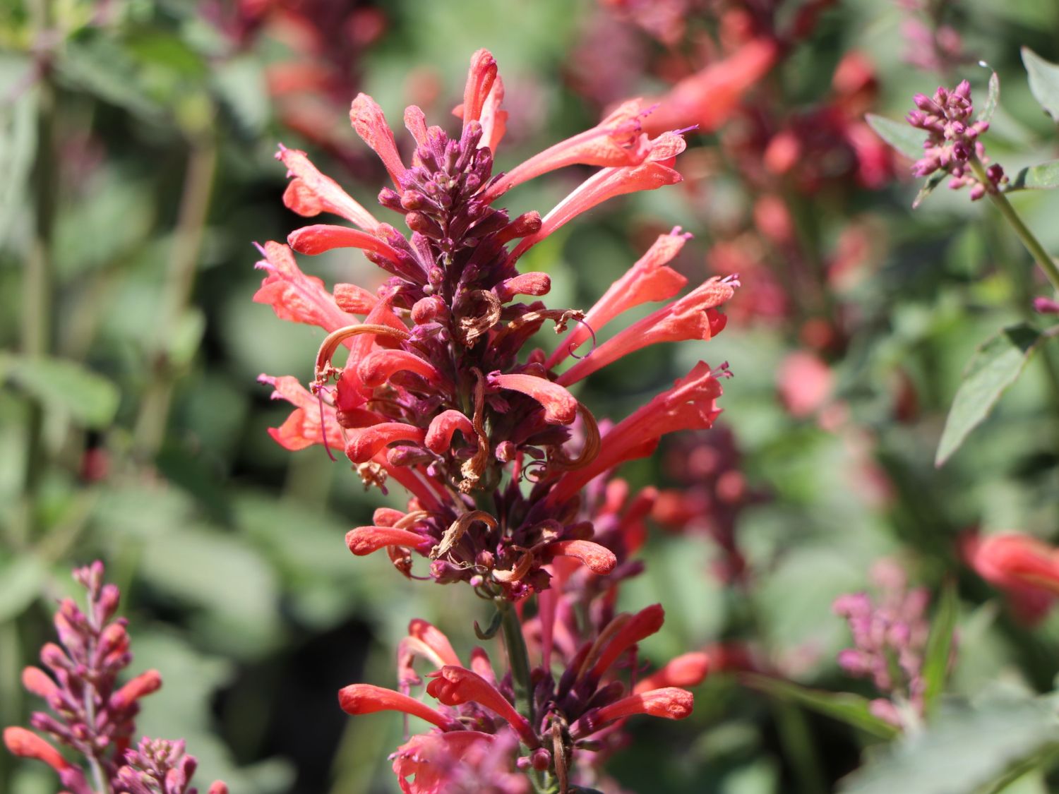 Duftnessel Kudos-Serie 'Coral' - Agastache mexicana Kudos-Serie 'Coral'