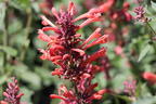 Duftnessel Kudos-Serie 'Coral' - Agastache mexicana Kudos-Serie 'Coral'