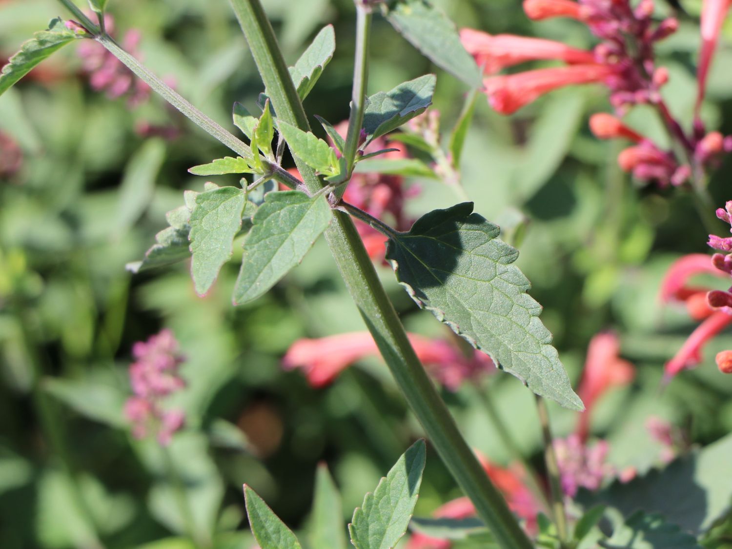 Duftnessel Kudos-Serie 'Coral' - Agastache mexicana Kudos-Serie 'Coral'