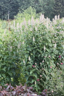 Duftnessel - Agastache nepetoides
