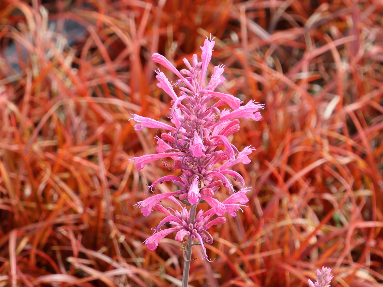 Duftnessel 'Morello' - Agastache 'Morello'