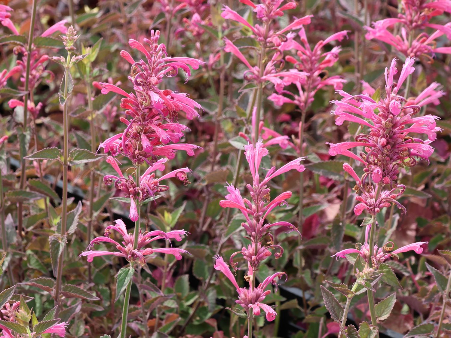 Duftnessel 'Morello' - Agastache 'Morello'