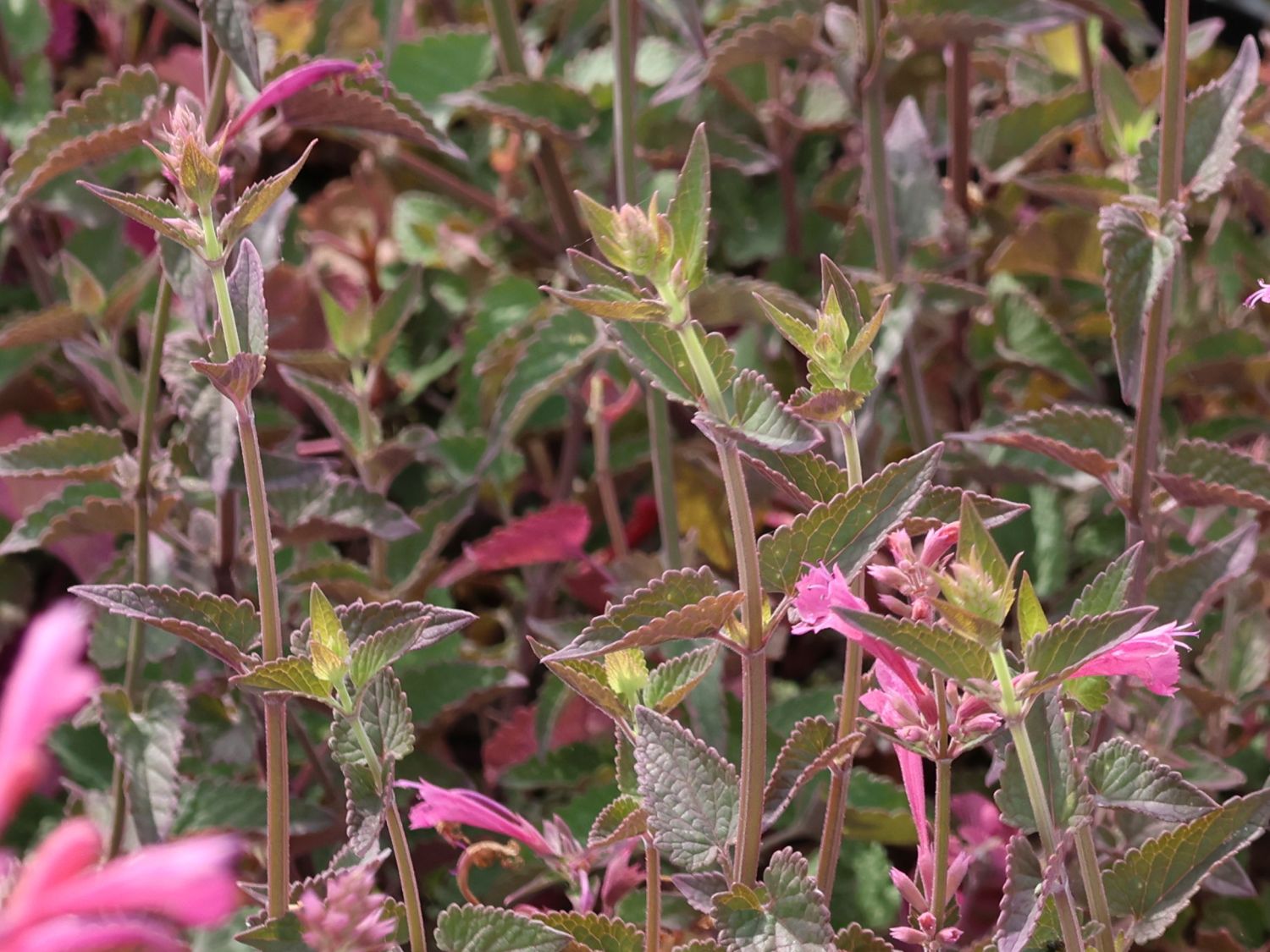 Duftnessel 'Morello' - Agastache 'Morello'
