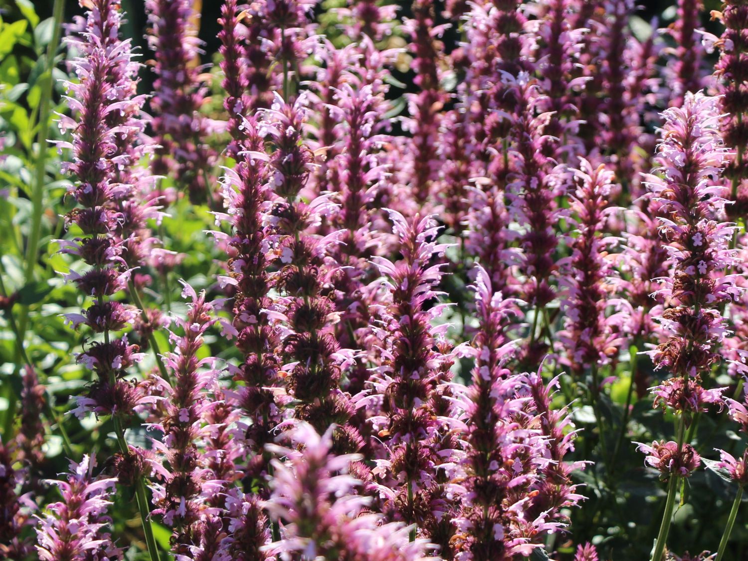 Agastache (Agastache)