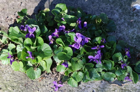 Duftveilchen - Viola odorata