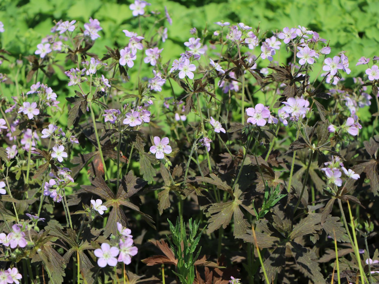 Dunkelblättriger Storchschnabel 'Espresso'