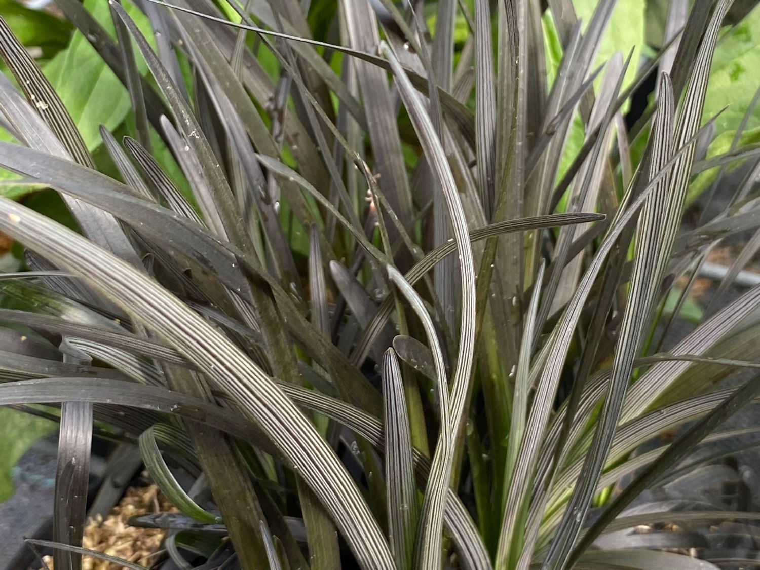 Dunkelblättriger Schlangenbart 'Black Dragon' - Ophiopogon planiscapus 'Black Dragon'