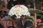 Dunkelrote Blasenspiere 'Diabolo' - Physocarpus opulifolius 'Diabolo'