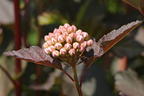 Dunkelrote Blasenspiere 'Diabolo' - Physocarpus opulifolius 'Diabolo'