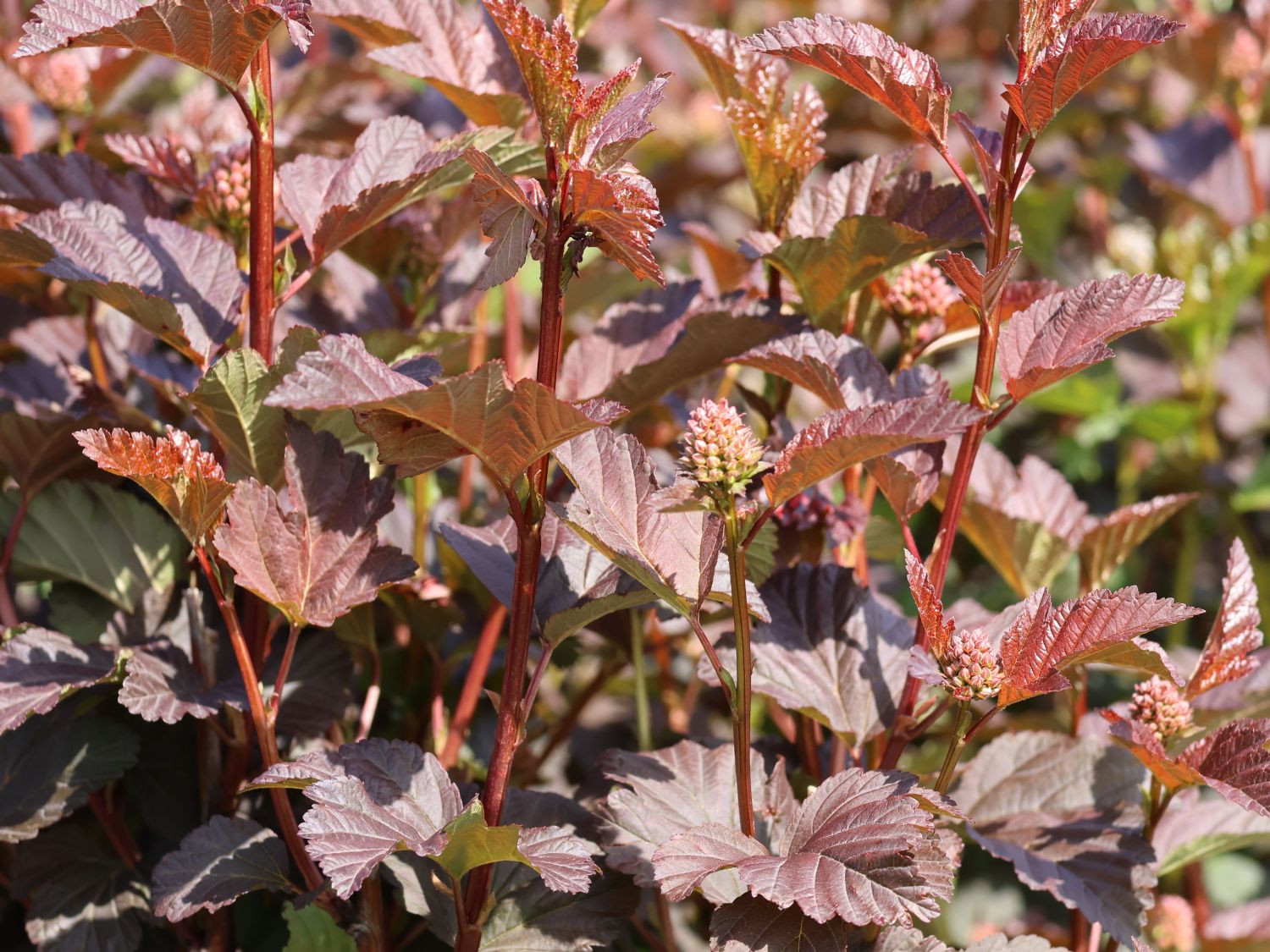 Dunkelrote Blasenspiere 'Diabolo' Physocarpus opulifolius 'Diabolo
