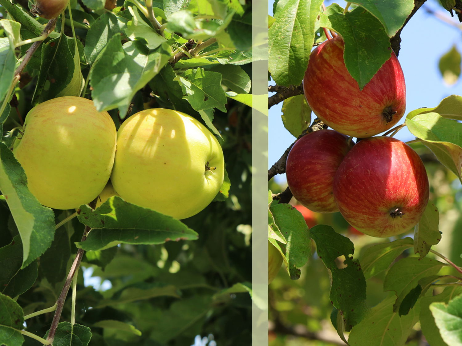 Duo-Apfel, Spalier 'Gala' & 'Golden Delicious'