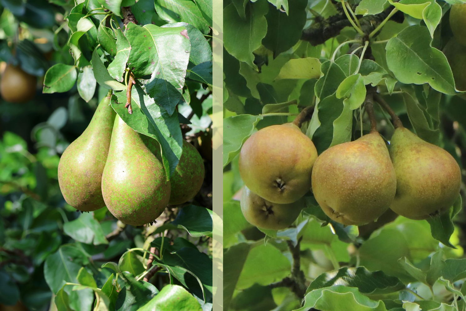 Duo-Birne, Spalier 'Conference' & 'Buerré Hardy'