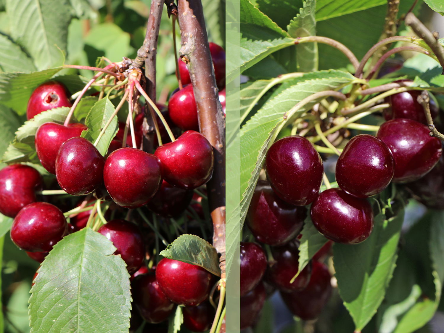 Duo-Süßkirsche, Spalier 'Regina' x Prunus avium 'Hedelfinger'