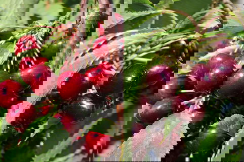 Duo-Süßkirsche, Spalier 'Regina' x Prunus avium 'Hedelfinger' - Prunus avium 'Regina' & 'Hedelfinger'