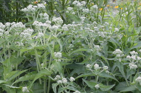 Durchwachsener Wasserdost - Eupatorium perfoliatum