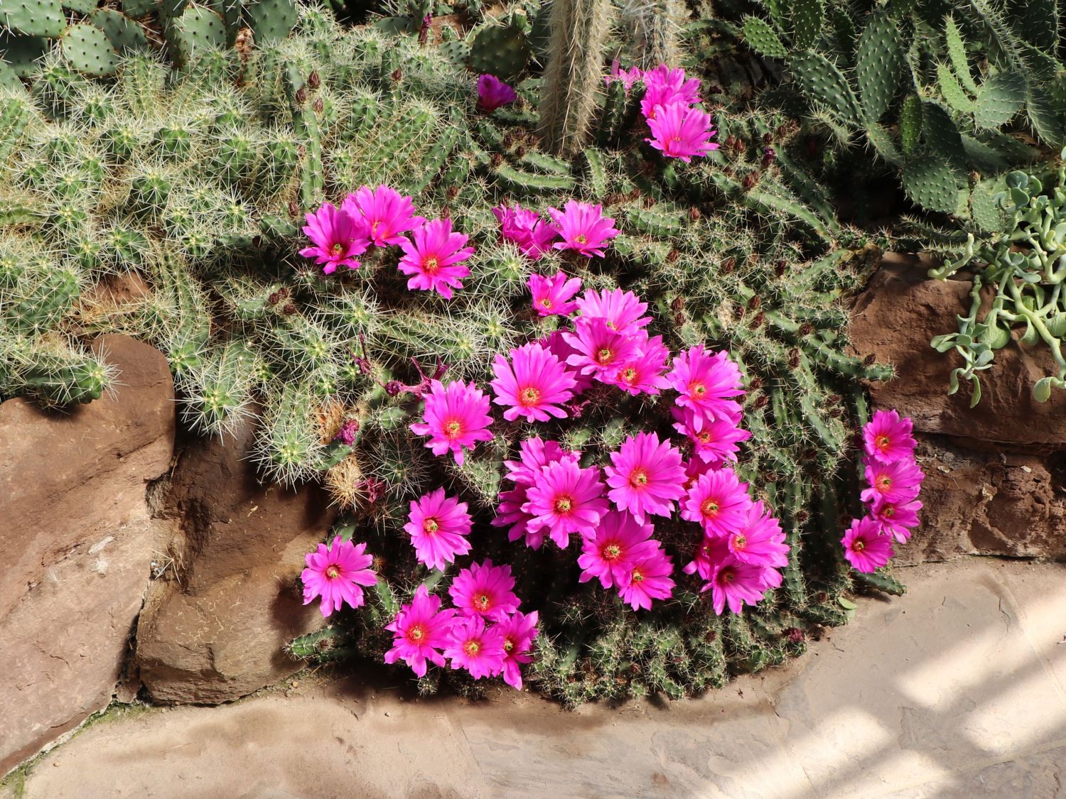 Echinocereus (Echinocereus)