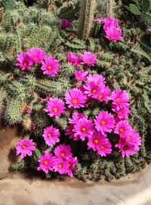 Echinocereus (Echinocereus)