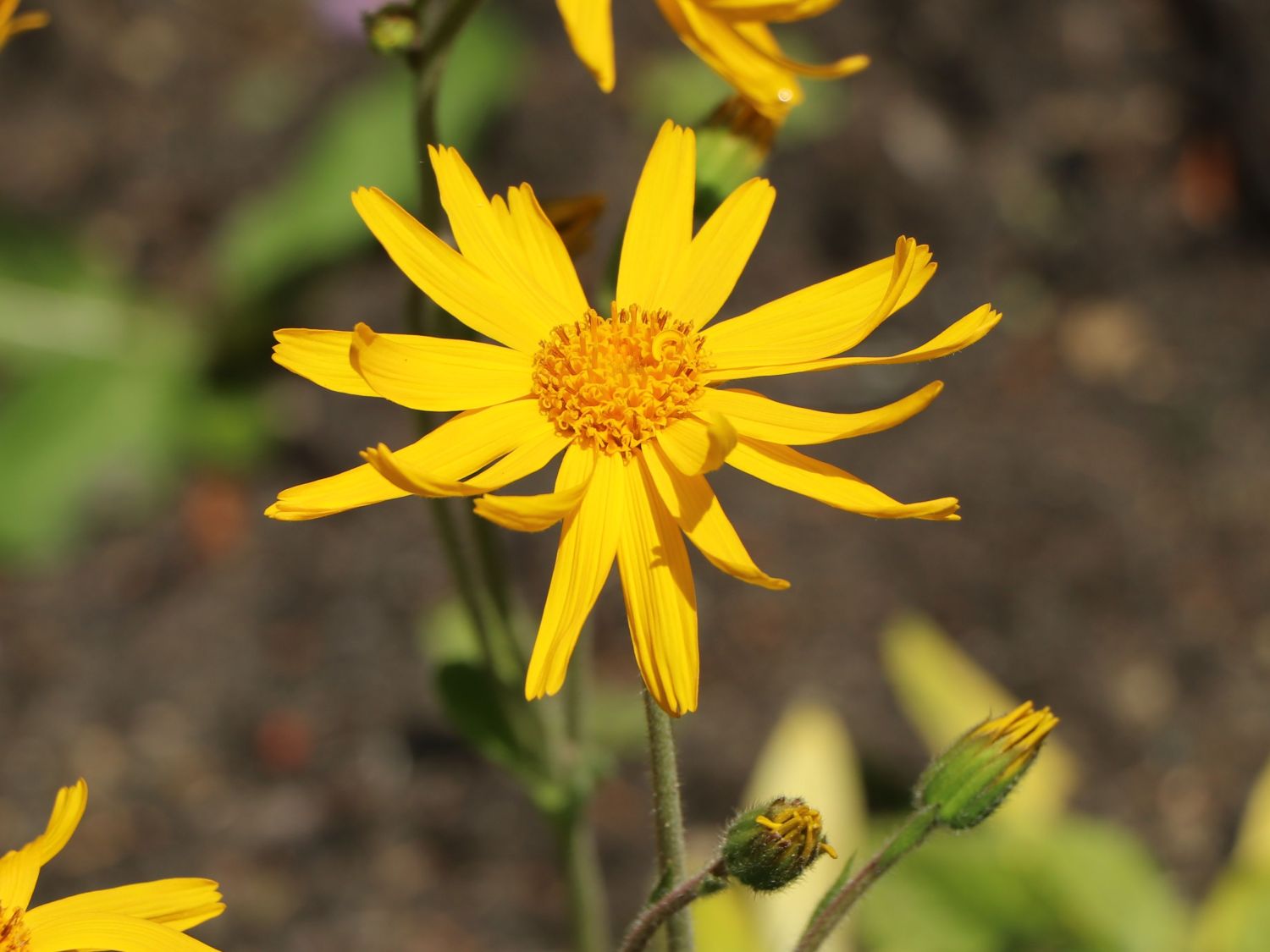 Echte Arnika - Arnica montana
