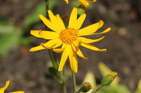 Echte Arnika - Arnica montana