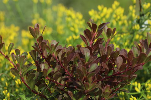 Echte Bärentraube / Europäische Bärentraube - Arctostaphylos uva-ursi