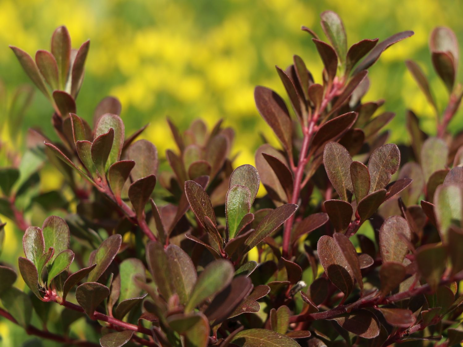 Echte Bärentraube / Europäische Bärentraube - Arctostaphylos uva-ursi