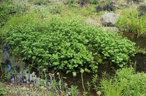 Echte Brunnenkresse - Nasturtium officinale