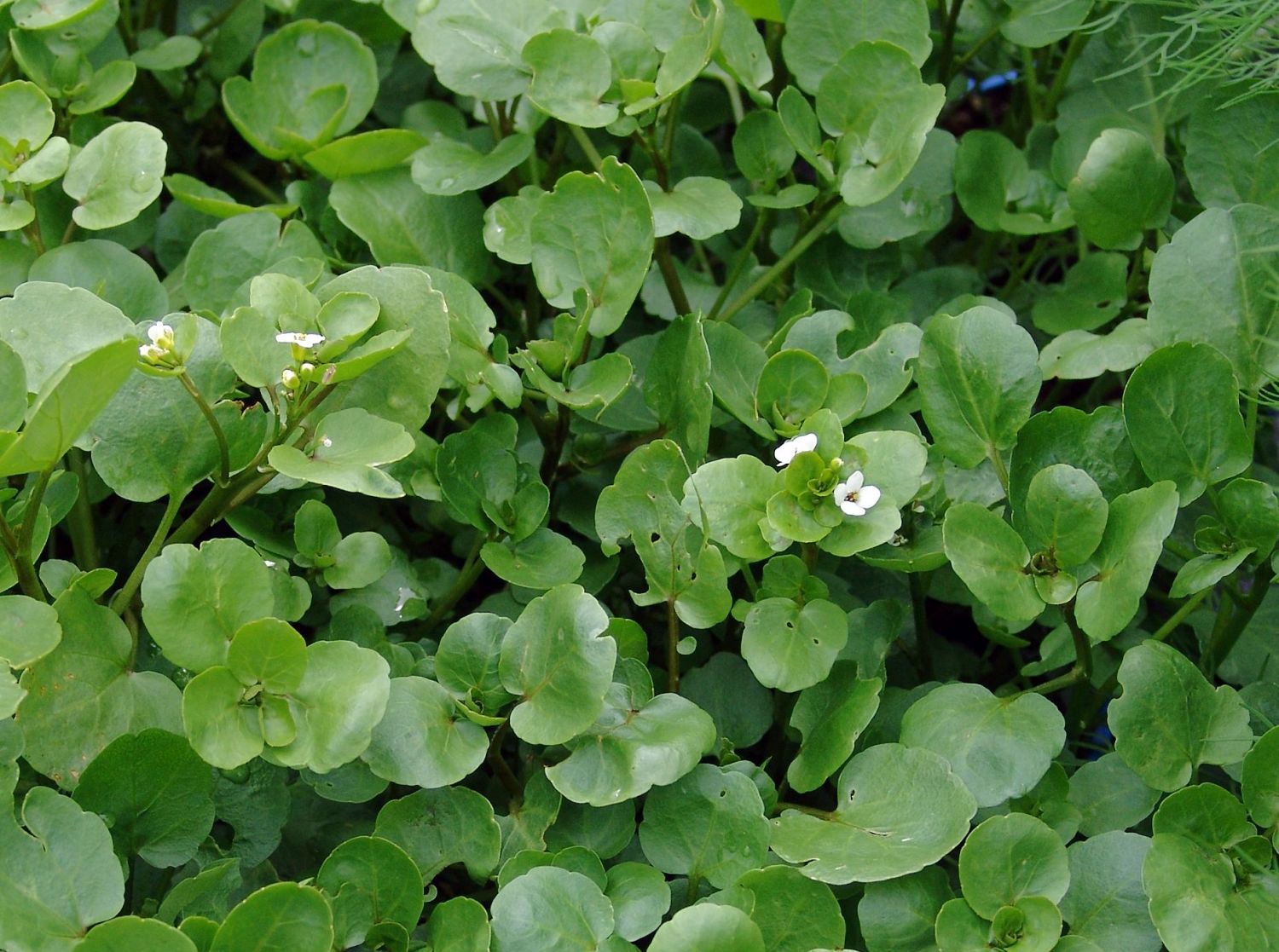 Brunnenkressen (Nasturtium)