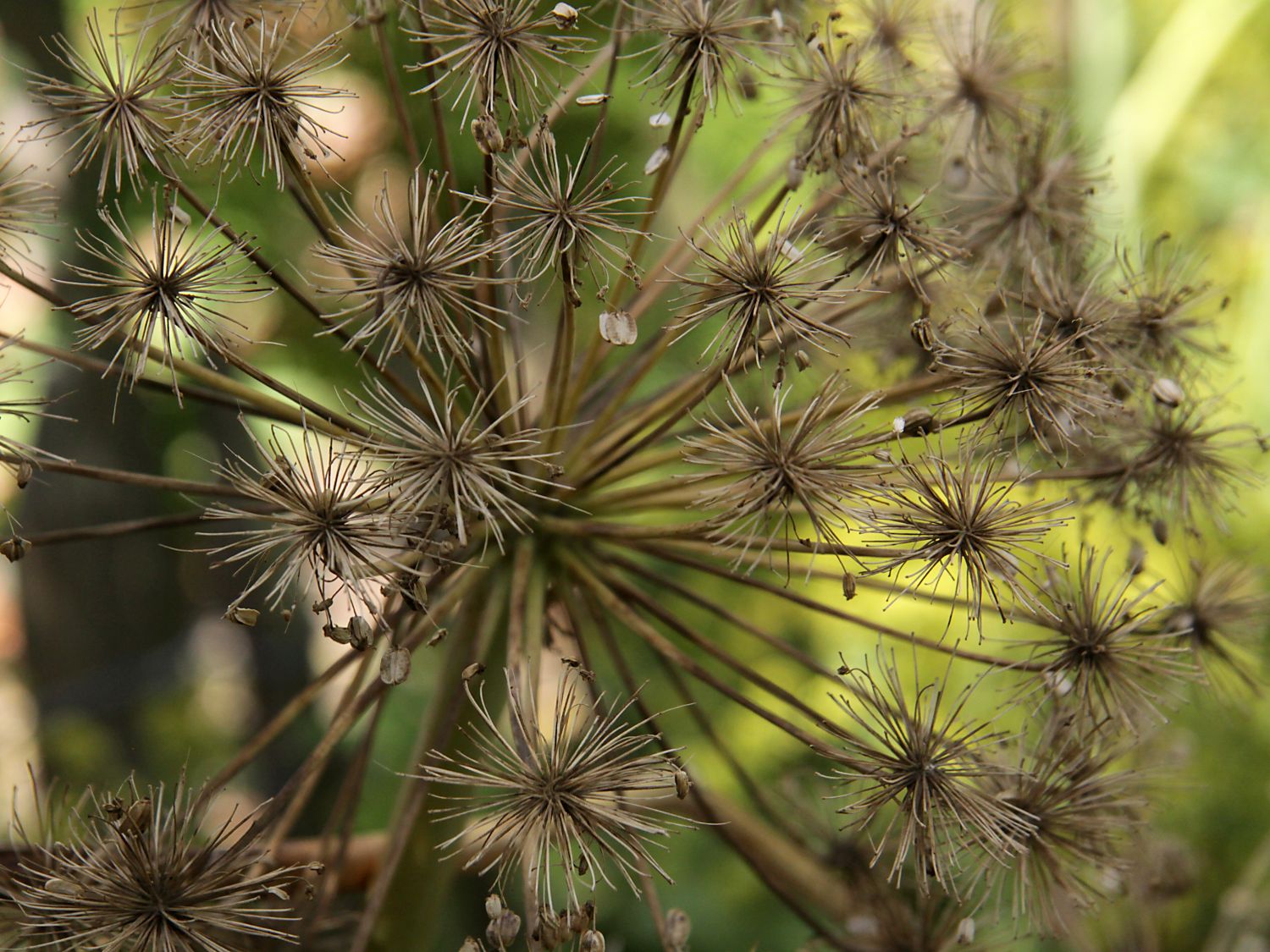 Engelwurzen (Angelica)