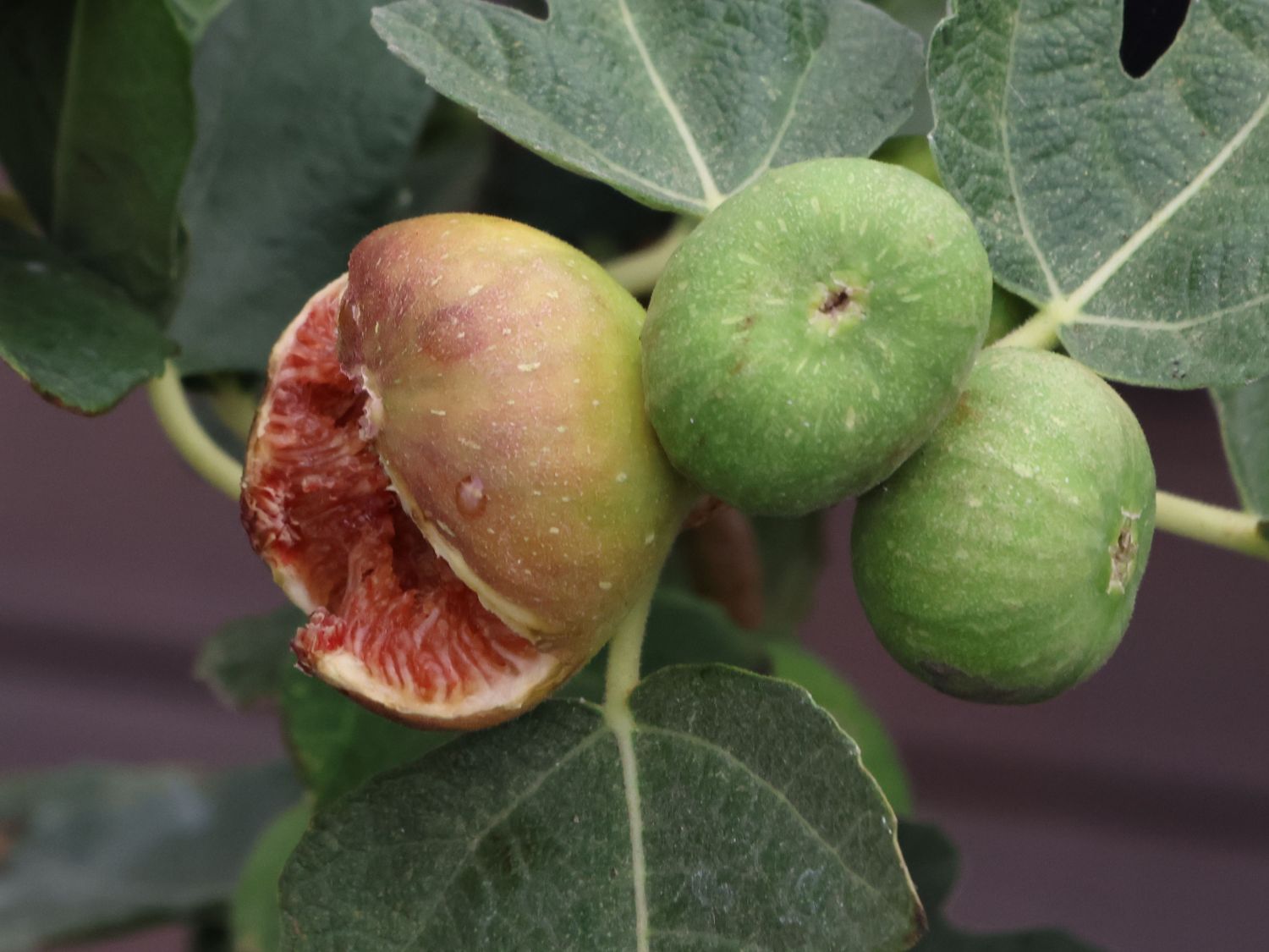 Echte Feige 'Desert King'