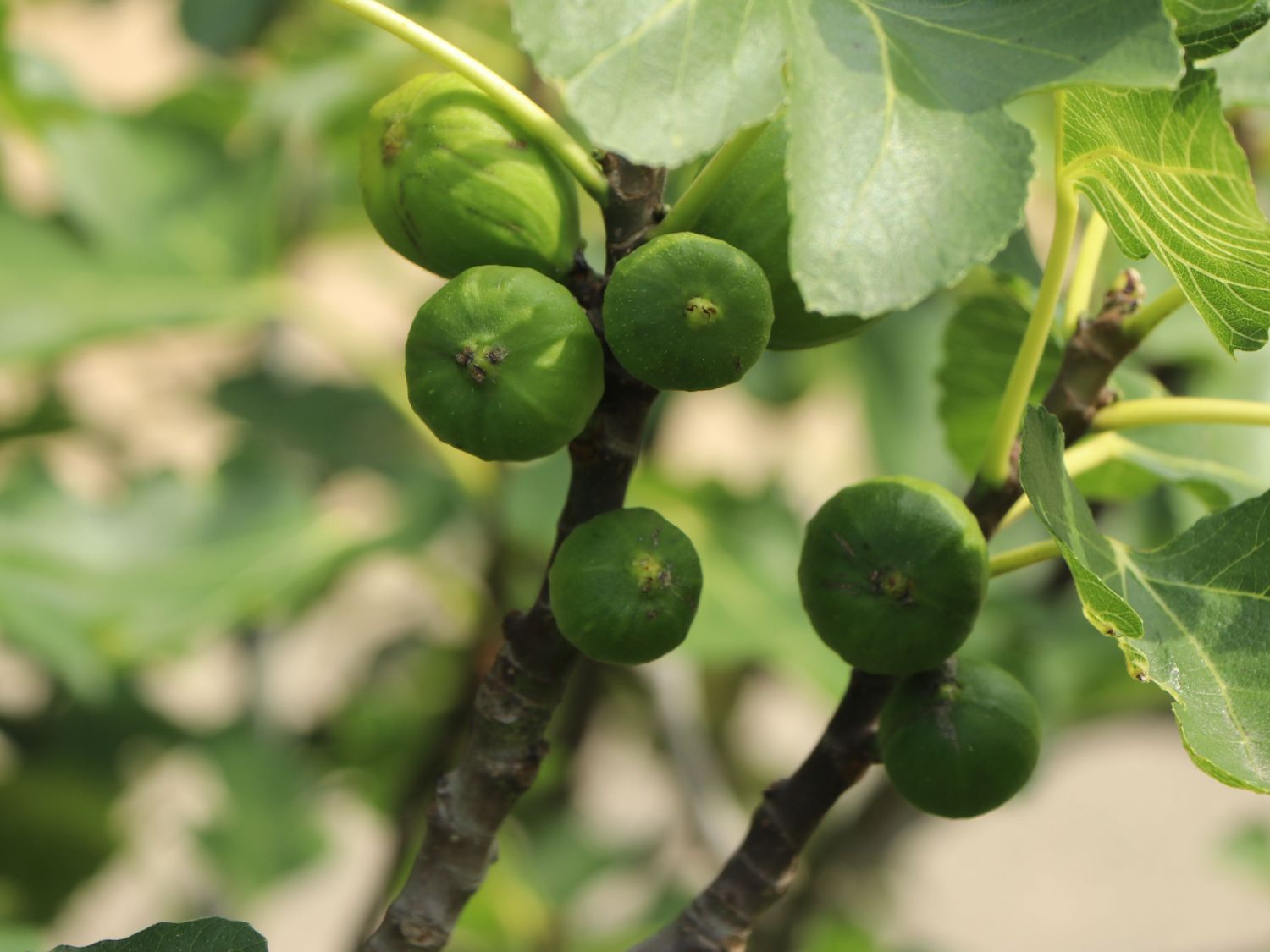 Echte Feige 'Perretta' ® - Ficus carica 'Perretta' ®