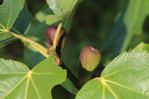 Echte Feige 'Pfälzer Fruchtfeige' - Ficus carica 'Pfälzer Fruchtfeige'