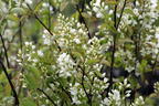 Echte Felsenbirne / Gemeine Felsenbirne - Amelanchier rotundifolia / ovalis