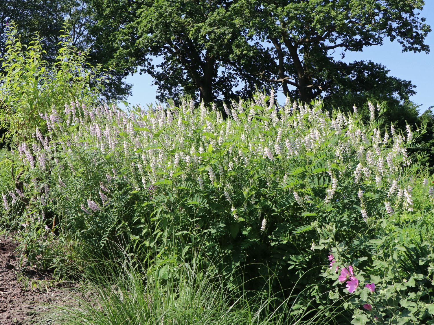 Echte Geißraute - Galega officinalis