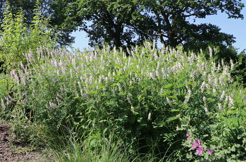 Echte Geißraute - Galega officinalis