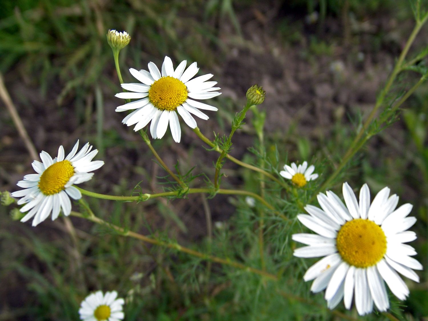 Kamillen (Matricaria)