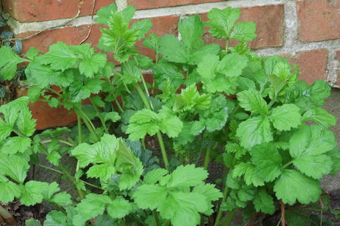Echte Nelkenwurz - Geum urbanum