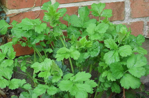 Echte Nelkenwurz - Geum urbanum