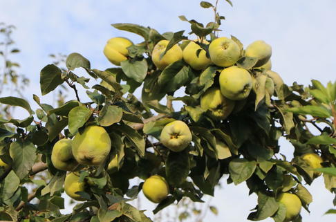 Echte Quitte / Apfelquitte 'Cydopom' - Cydonia oblonga 'Cydopom'