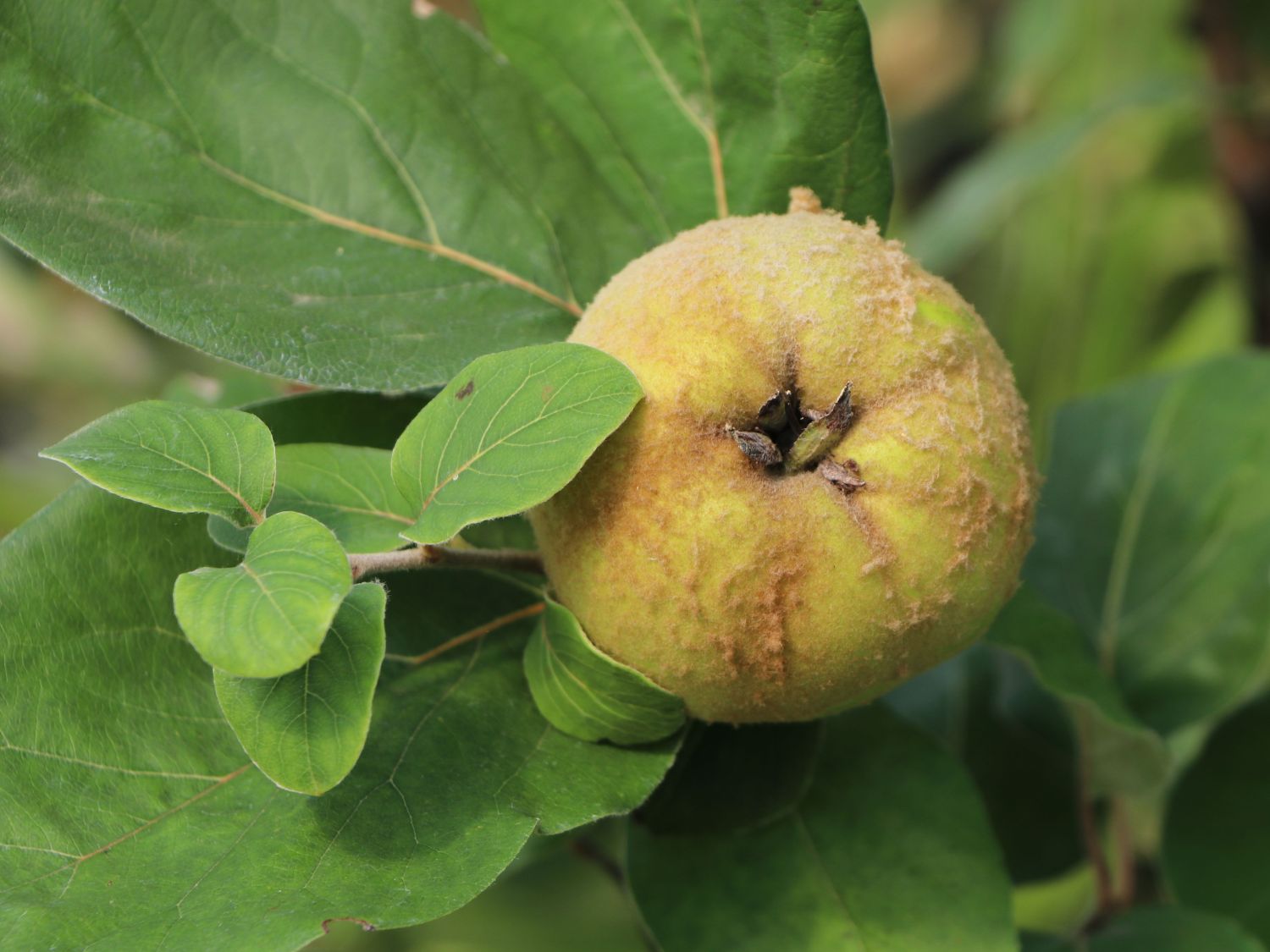 Echte Quitte / Apfelquitte 'Cydopom' - Cydonia oblonga 'Cydopom'